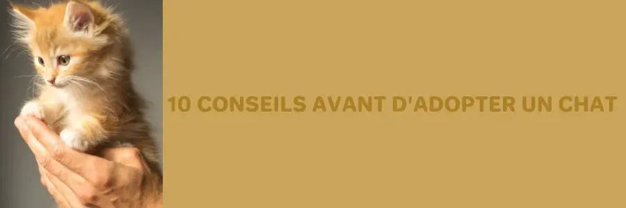 conseils avant l'adoption