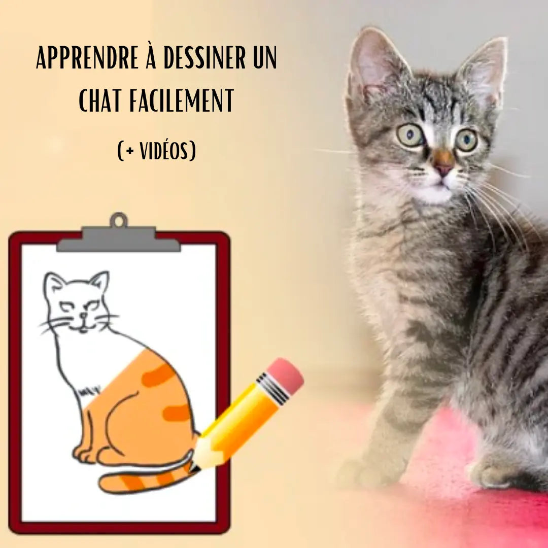apprendre à dessiner un chat facilement