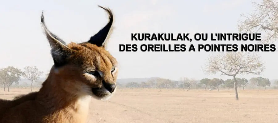 caracal ou kurakulak