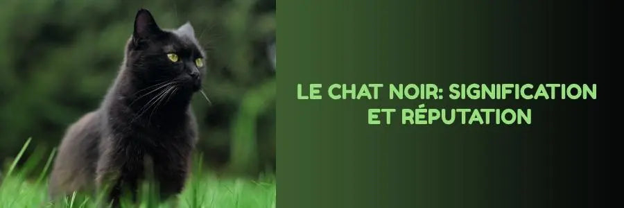 le chat noir : signification, réputation