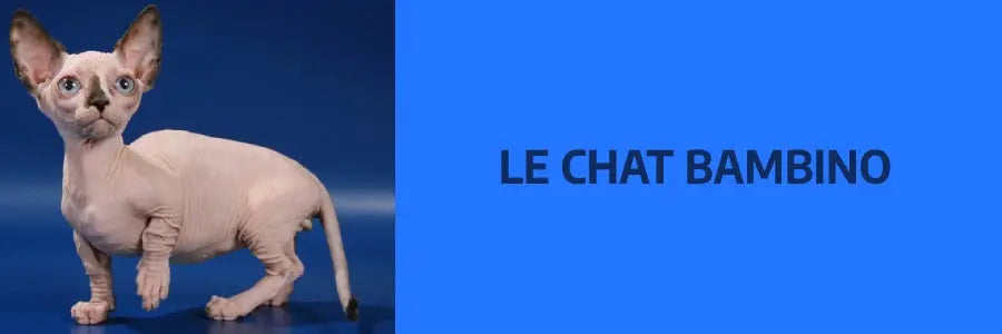 Le chat Bambino