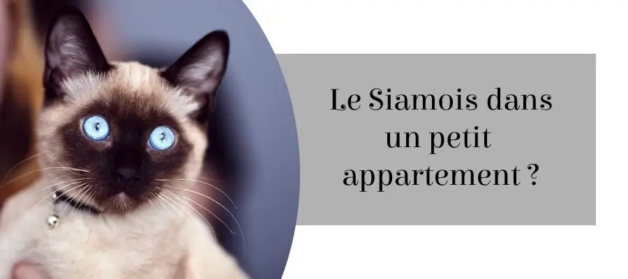 le siamois dans un petit appartement