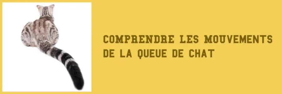 comprendre les mouvements de la queue du chat