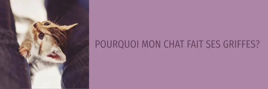 pourquoi mon chat fait ses griffes