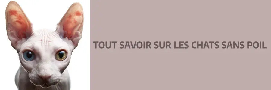 Tout savoir sur le chat sans poil