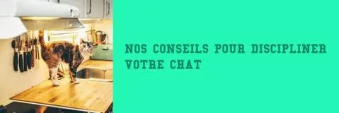 comment discipliner votre chat