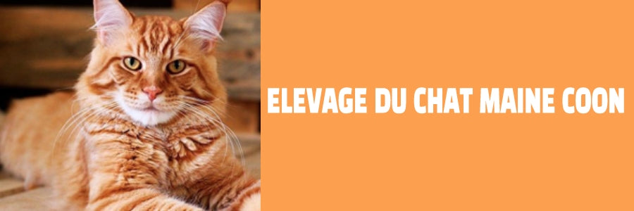 Elevage du chat maine coon