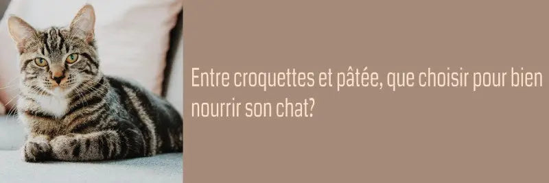 pâtée ou croquettes pour mon chat ?