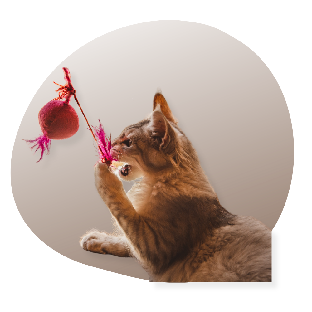 jeux et jouets pour chat