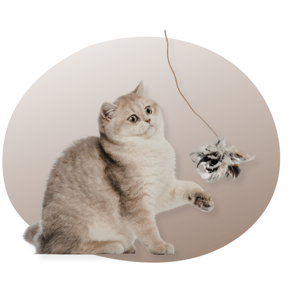 Personne tenant une canne à pêche pour chat, jouant avec un chaton dans un salon chaleureux. Le chat tente d’attraper un jouet suspendu, mettant en scène un moment interactif et amusant entre l'humain et l'animal