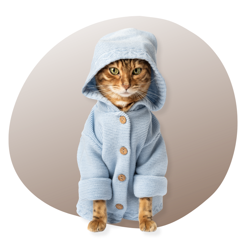 Un chat portant un pull élégant avec un nœud papillon, assis sur une surface moelleuse dans un intérieur chaleureux et bien éclairé