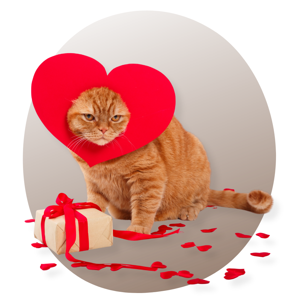 Starter Pack Fan De Chat