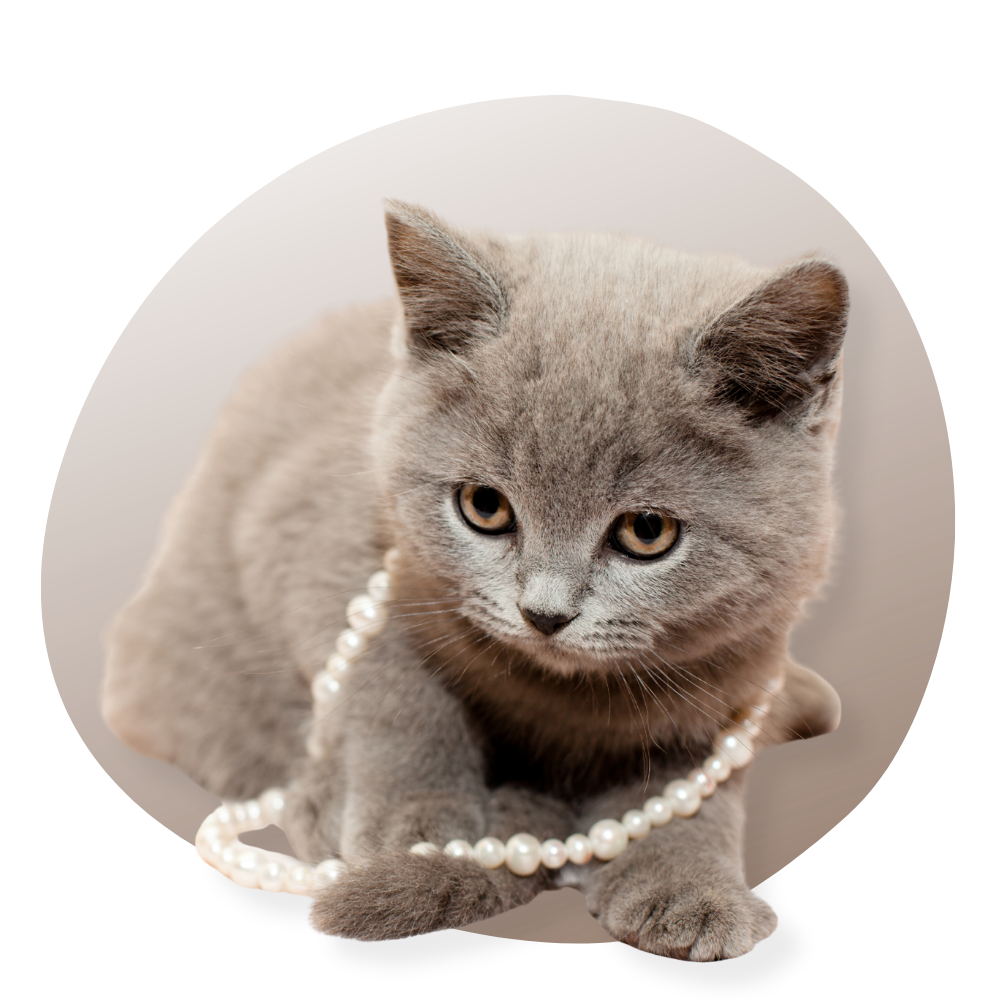 Collier-chat Vraiment-chat