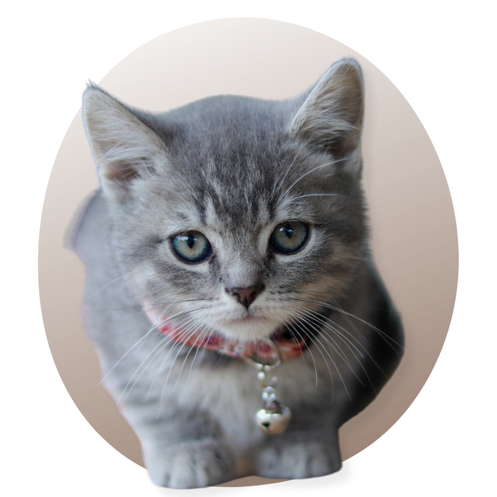 pendentifs et colliers chat