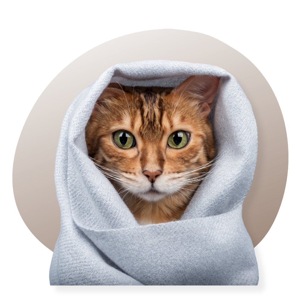sweat-shirts et hoodie chat