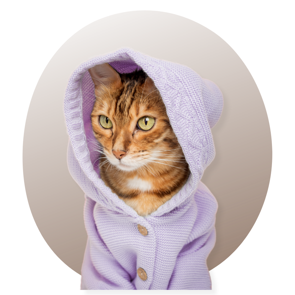 des pulls chat dans une pièce est présentée sur un mannequin avec un design de chat, entourée de pulls pliés avec des motifs félins, le tout dans un décor intérieur chaleureux avec lumière douce et plante en arrière-pla