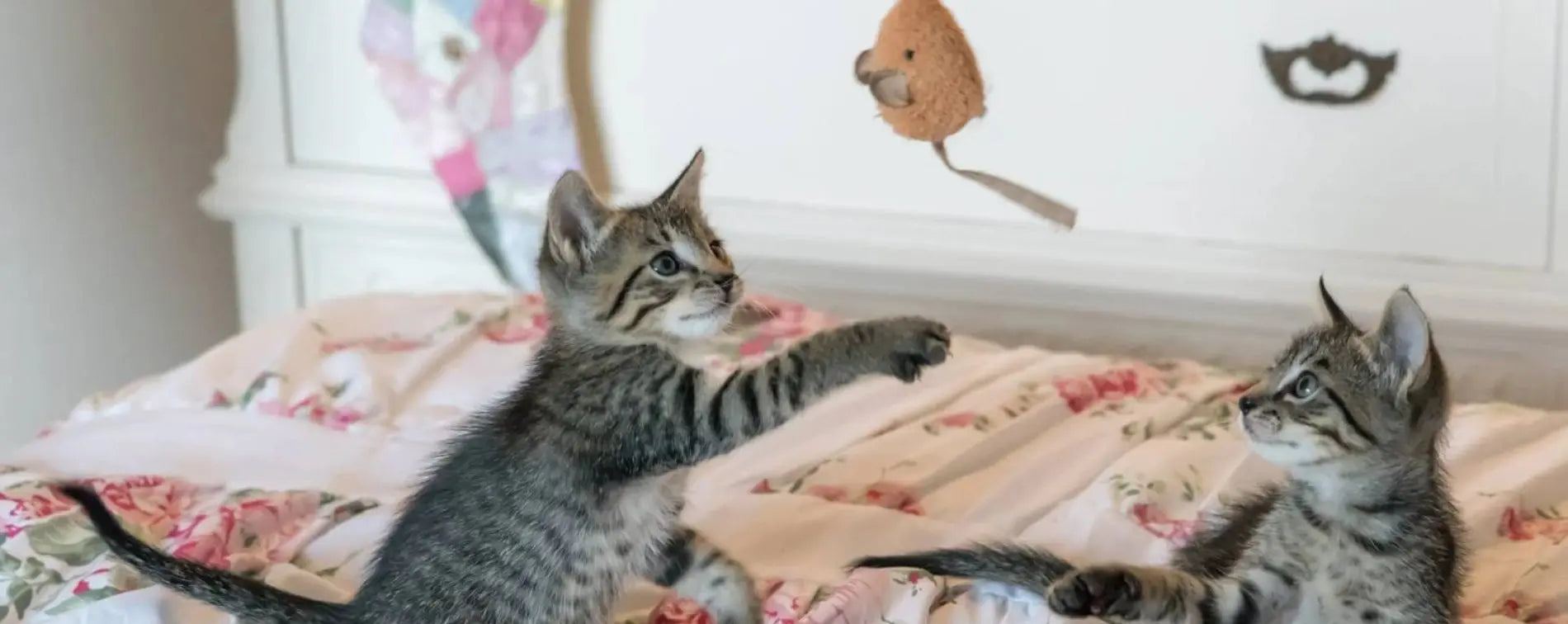 jeux et jouets pour chat