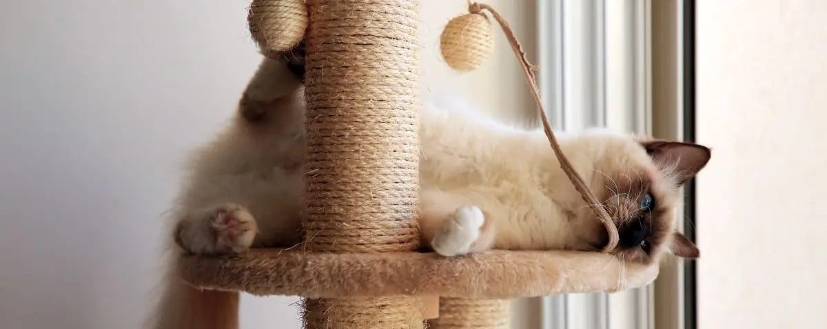 nos arbres à chat