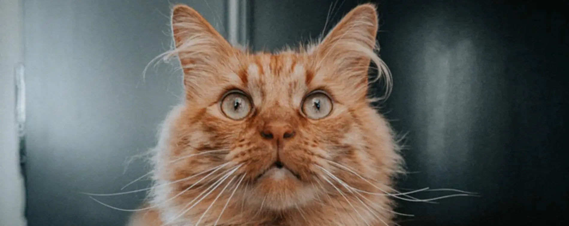 Promotions Vraiment-chat