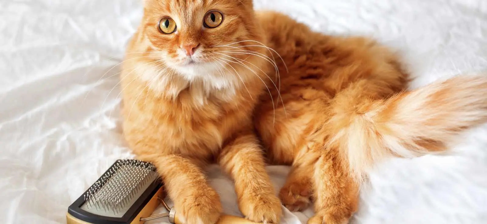 soin et beauté du chat