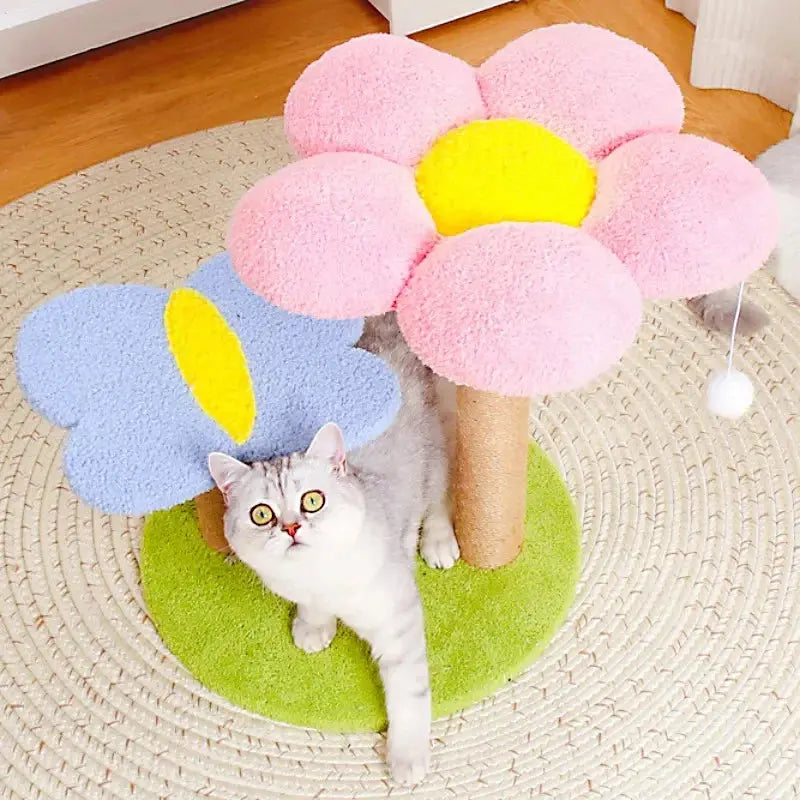 Arbre à Chat Fleur Douce Floraison Vraiment-chat