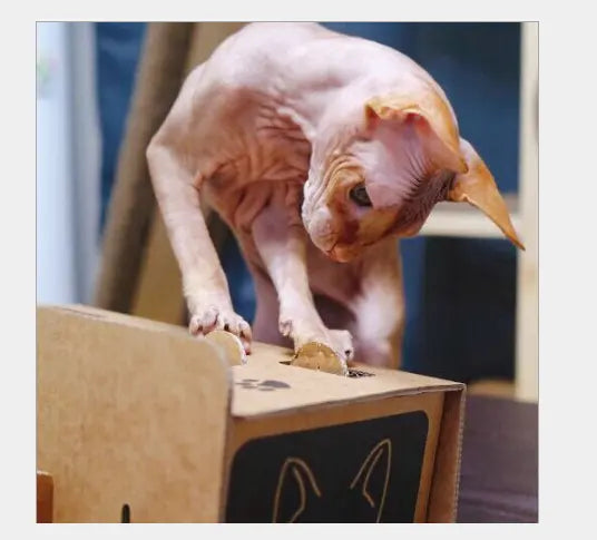 Jeu de Taupe Pour Chat - Vraiment-chat