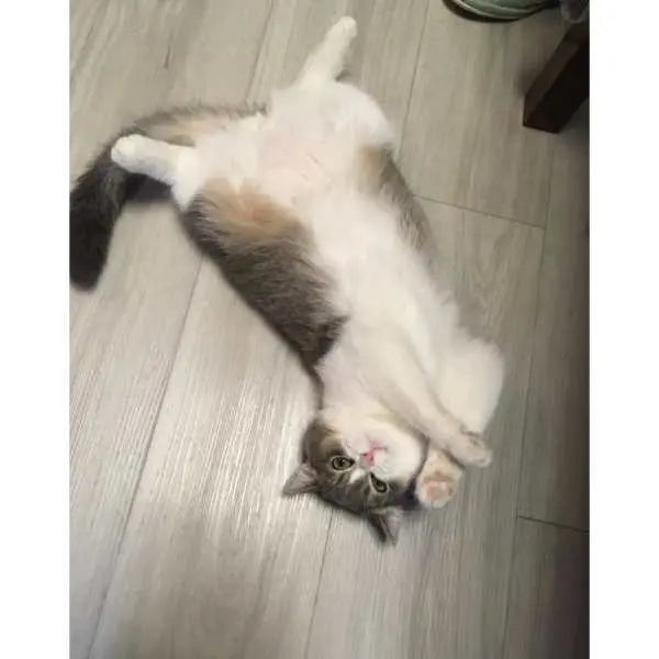 Boîte à Cataire pour Chat - Vraiment-chat