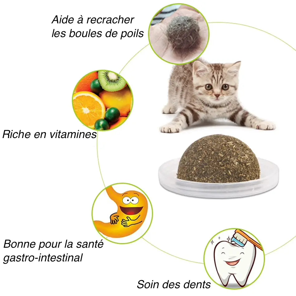 Boîte à Cataire pour Chat - Vraiment-chat