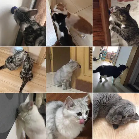 Boîte à Cataire pour Chat - Vraiment-chat