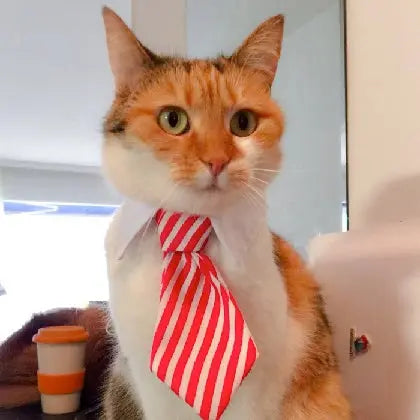 Cravate pour Chat - Vraiment-chat
