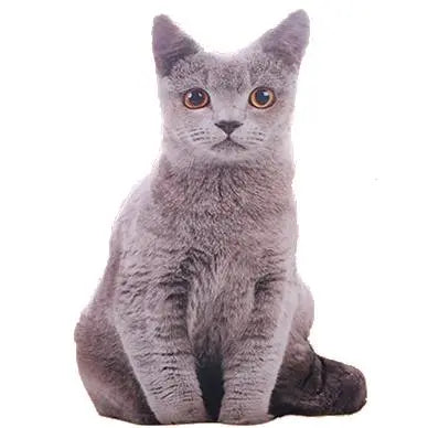 Coussin Chat gris Réaliste - Vraiment-chat