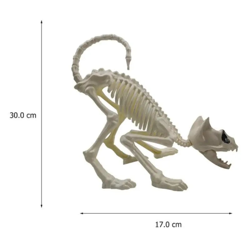 Squelette de Chat - Vraiment-chat