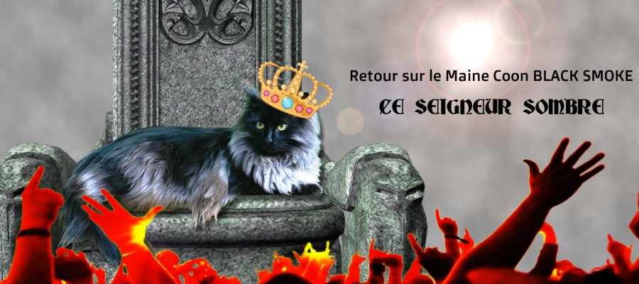 maine coon black smoke