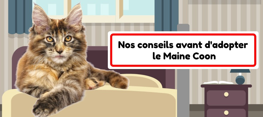 Nos conseils en 2020 avant d'adopter le Maine Coon – Vraiment-chat