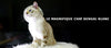 le magnifique chat bengal blanc