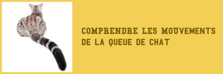comprendre les mouvements de la queue du chat