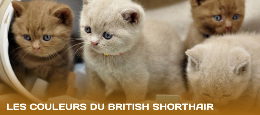 couleurs british shorthair