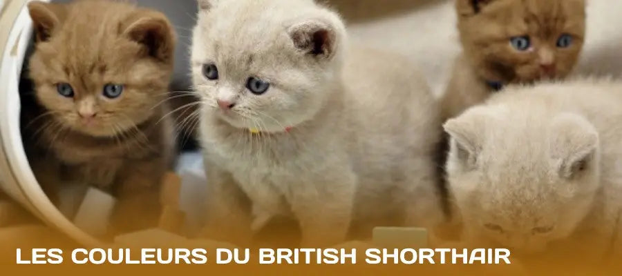 couleurs british shorthair