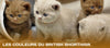 couleurs british shorthair