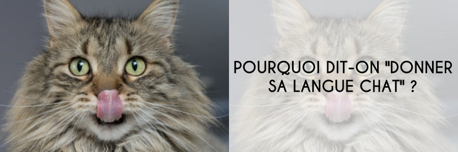 pourquoi dit-on donner sa langue au chat ?