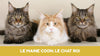 Maine coon le chat roi