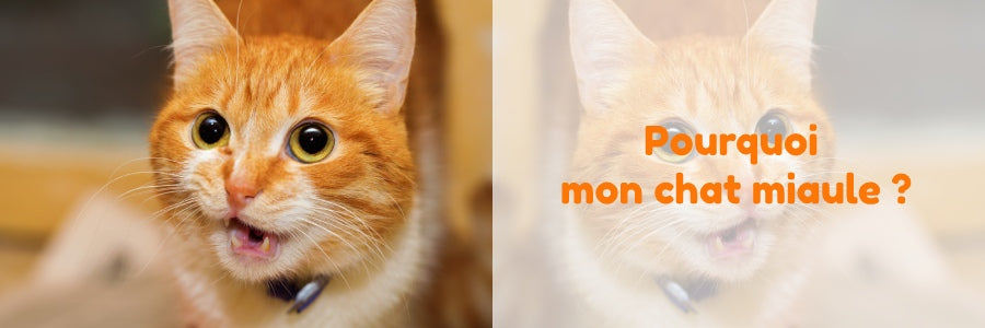 Pourquoi mon chat miaule