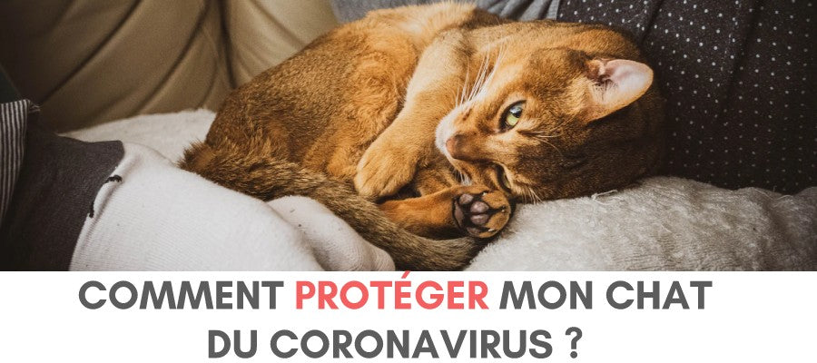 comment protéger mon chat du coronavirus