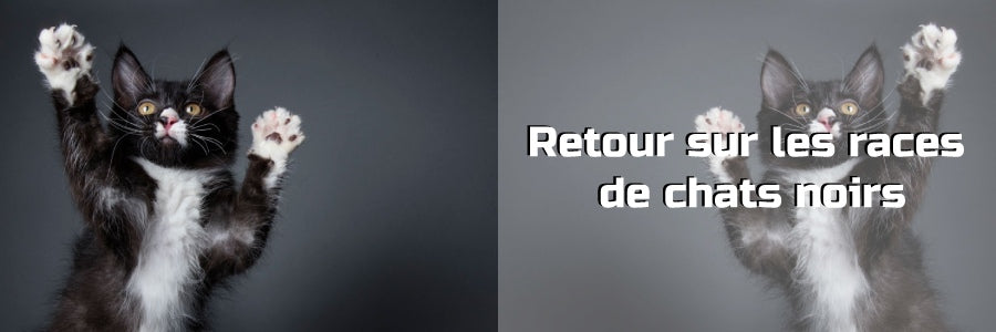 Les races de chats noirs