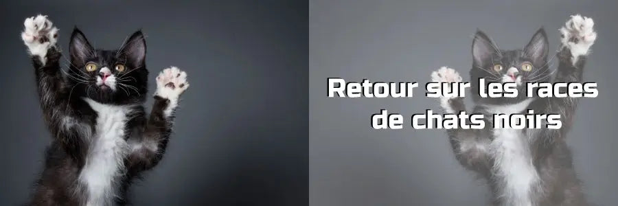 Les races de chats noirs