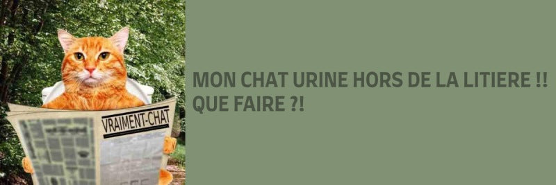 mon chat urine hors de sa litière
