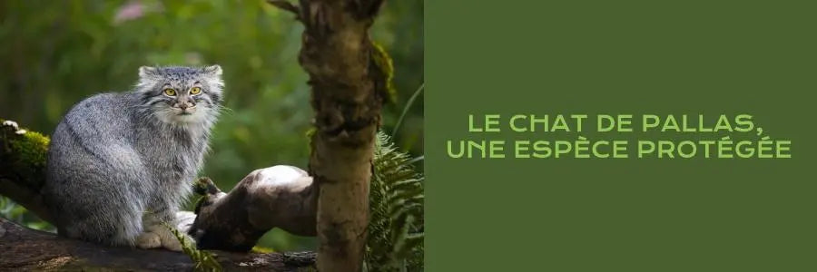chat du pallas, une espèce protégée