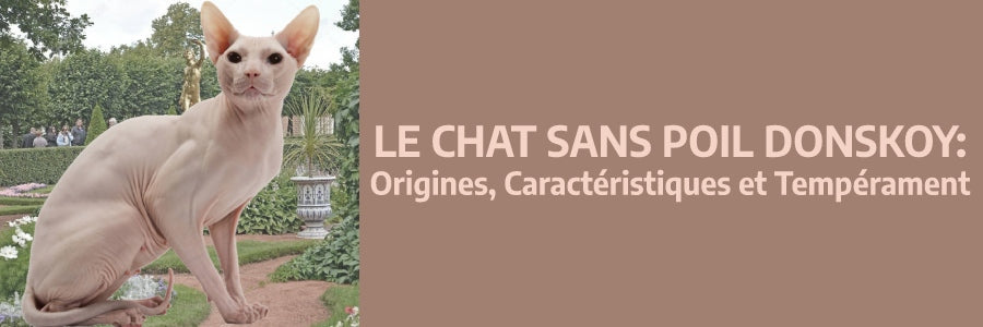le chat donskoy