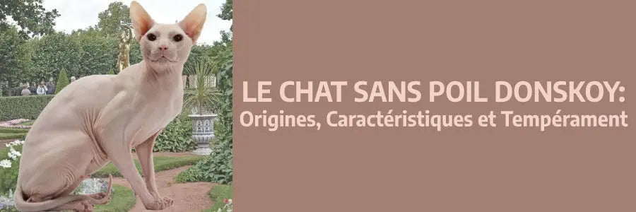 le chat donskoy