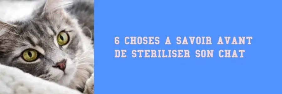 stériliser son chat, 6 choses à savoir